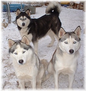 Hudsons Huskies