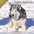 Alaskan Malamute 2011 Wall Calendar