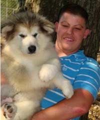 Hudson's Malamutes - Alex with Hudsons Alaskan Malamute puppies