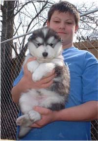 Hudson's Malamutes - Alex with Hudsons Alaskan Malamute puppies