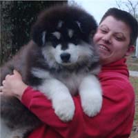 Hudson's Malamutes - Alex with Hudsons Alaskan Malamute puppies