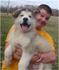 Hudson's Malamutes - Alex with Hudsons Alaskan Malamute puppies