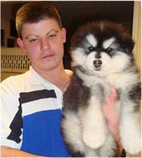 Hudson's Malamutes - Alex with Hudsons Alaskan Malamute puppies