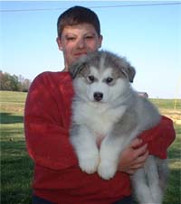 Hudson's Malamutes - Alex with Hudsons Alaskan Malamute puppies