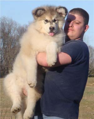 Hudson's Malamutes - Alex with Hudsons Alaskan Malamute puppies