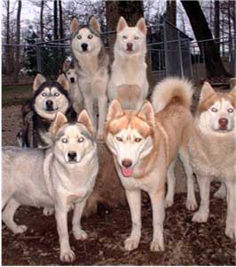 Hudsons Huskies - 6 generations of genetically healthy Siberian Huskies