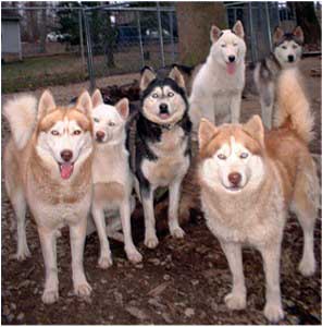 Hudsons Huskies - 6 generations of genetically healthy Siberian Huskies