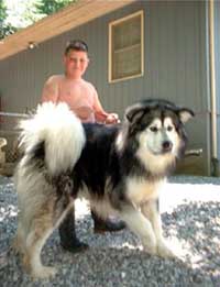 Hudons Malamutes - Alex with Sumo