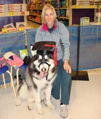 Hudsons Malamutes - Nanuq  Intermediate Obedience Graduate