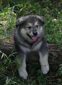 Hudson's Malamutes - Sparkle and Tooter - Hudson's puppy during filming