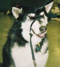 Hudsons Malamutes - Huan  Basic Obedience Graduate