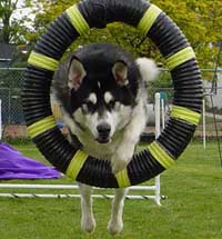 Hudsons Malamutes - Sebastian  Agility Graduate