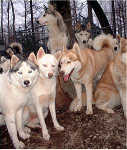 Hudsons Huskies - 6 generations of genetically healthy Siberian Huskies