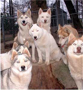 Hudsons Huskies - 6 generations of genetically healthy Siberian Huskies