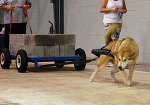 Hudsons Malamutes - Ruby - UKC Pull - August 2008