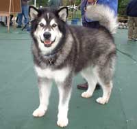 Hudsons Malamutes - AMCA Nationals Adak