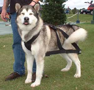 Hudsons Malamutes - AMCA Nationals Jammer