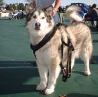 Hudsons Malamutes - AMCA Nationals Nanook