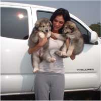 Hudson's Malamutes - Christian Pitre (Adult Sparkle)  with Hudson's puppies at the movie Sparkle and Tooter