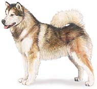 AKC drawing of Alaskan Malamute