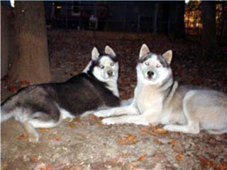 Hudons Huskies - Panda and Abby