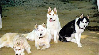 Hudons Huskies - Chaysin, Karra, Czoto, Molly