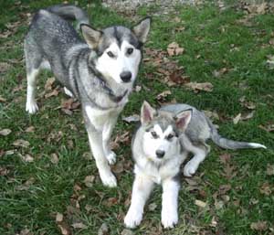 Hudons Malamutes -  Abby & Kip