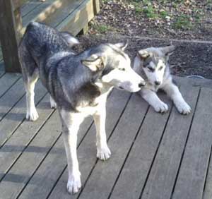 Hudons Malamutes -  Abby & Kip