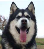 Hudsons Malamutes - Ace