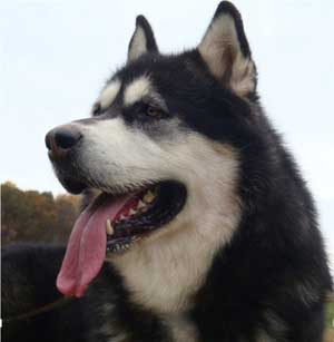 Hudsons Malamutes - Ace