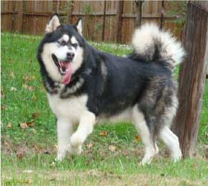 Hudsons Malamutes - Ace