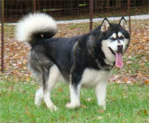 Hudsons Malamutes - Ace