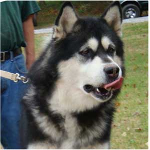 Hudsons Malamutes - Ace