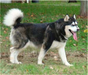 Hudsons Malamutes - Ace