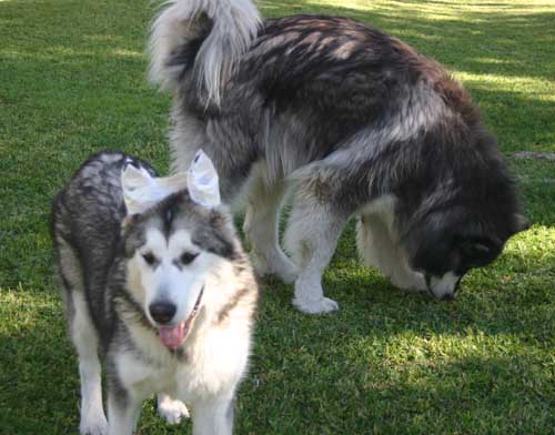 Hudsons Malamutes - Ah-Me