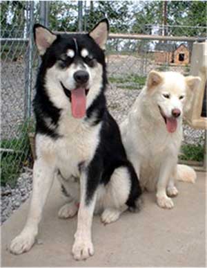 Hudsons Malamutes - Aikido