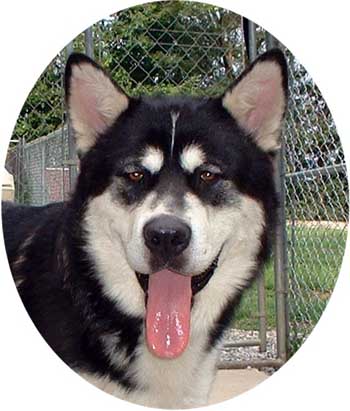 Hudsons Malamutes - Aikido