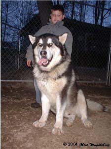 Hudons Malamutes - Alex with Thumper