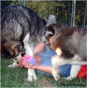 Hudons Malamutes - Alex with Ursa & Bryn