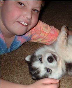 Hudons Malamutes - Alex with Rubys puppies