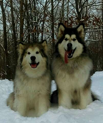 Hudsons Malamutes - Alpha