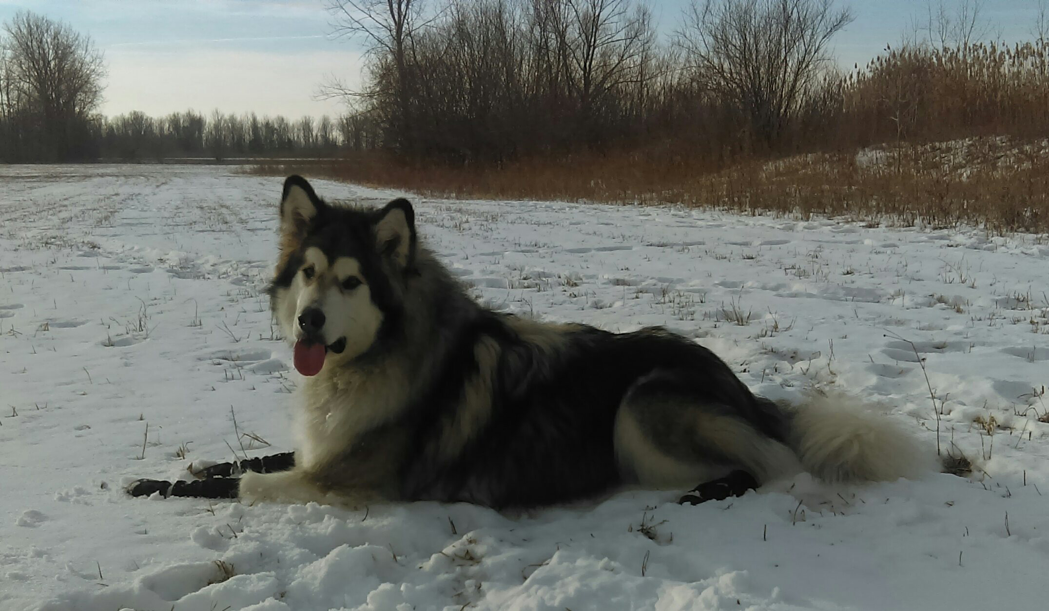 Hudsons Malamutes - Alpha