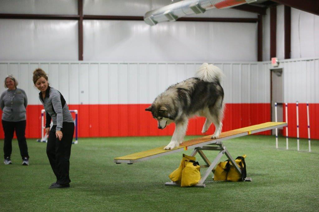 Hudsons Malamutes - Alpha