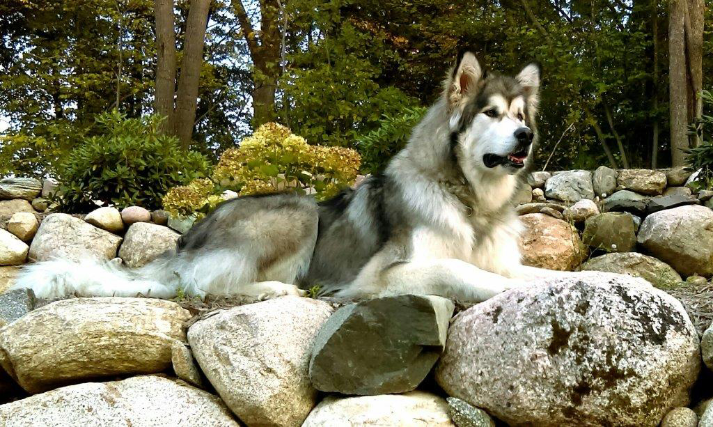 Hudsons Malamutes - Alpha