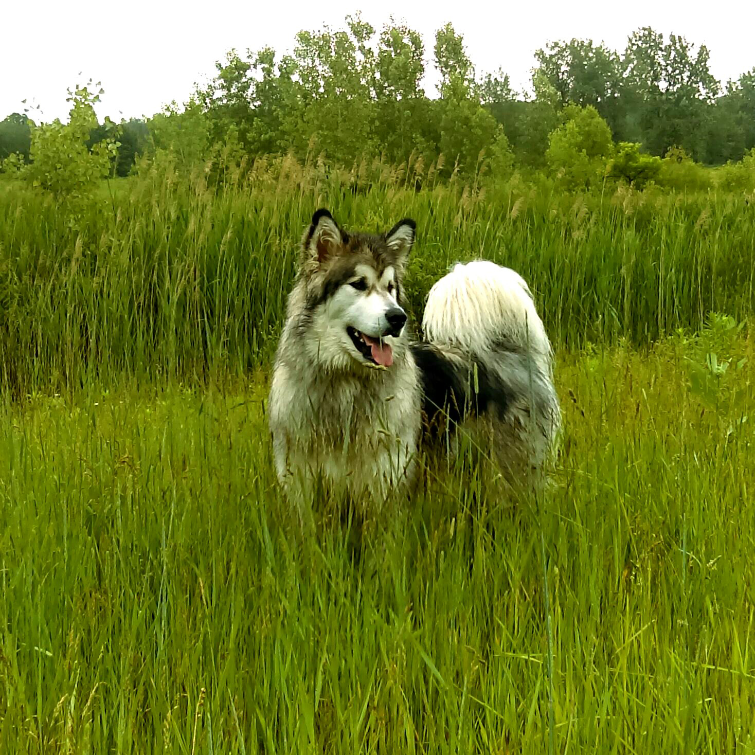 Hudsons Malamutes - Alpha