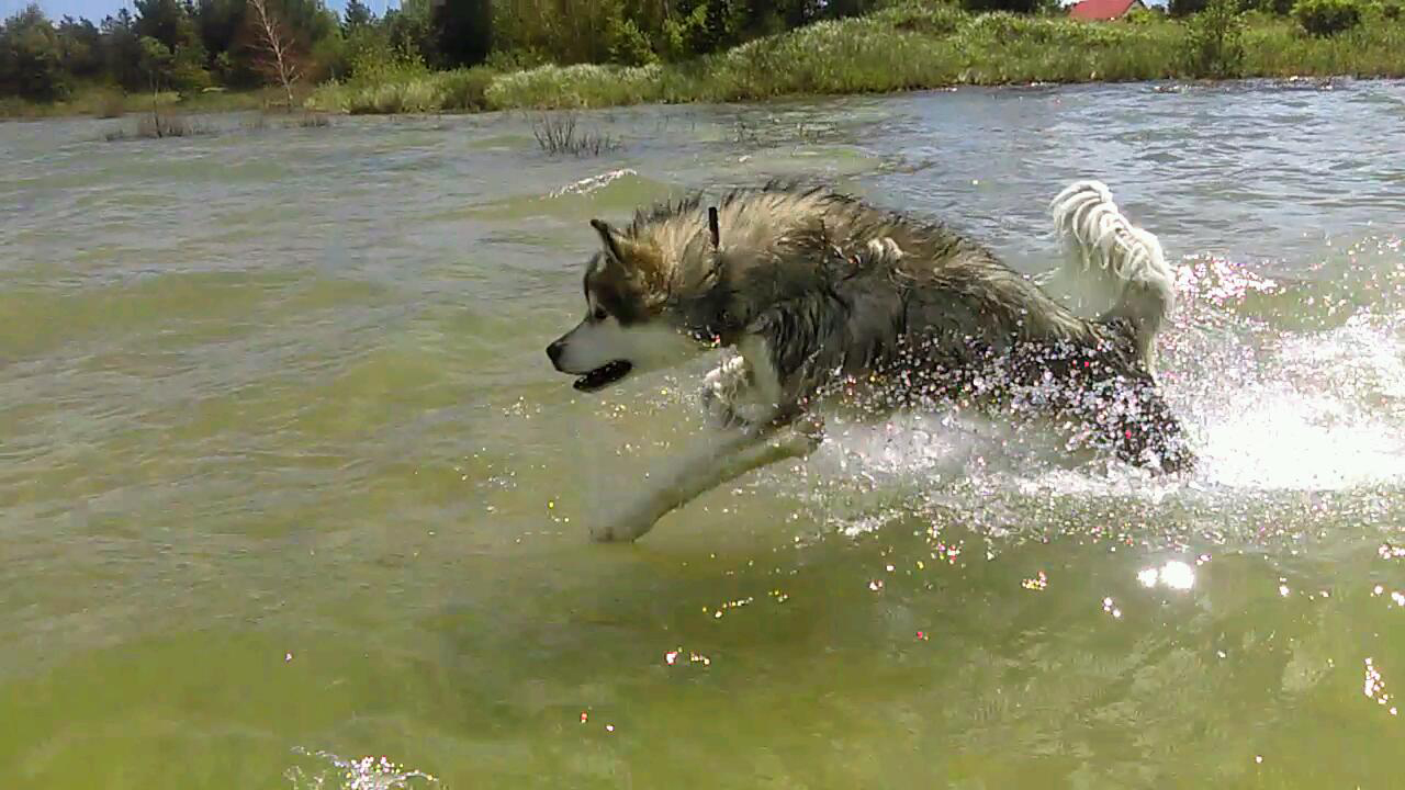 Hudsons Malamutes - Alpha