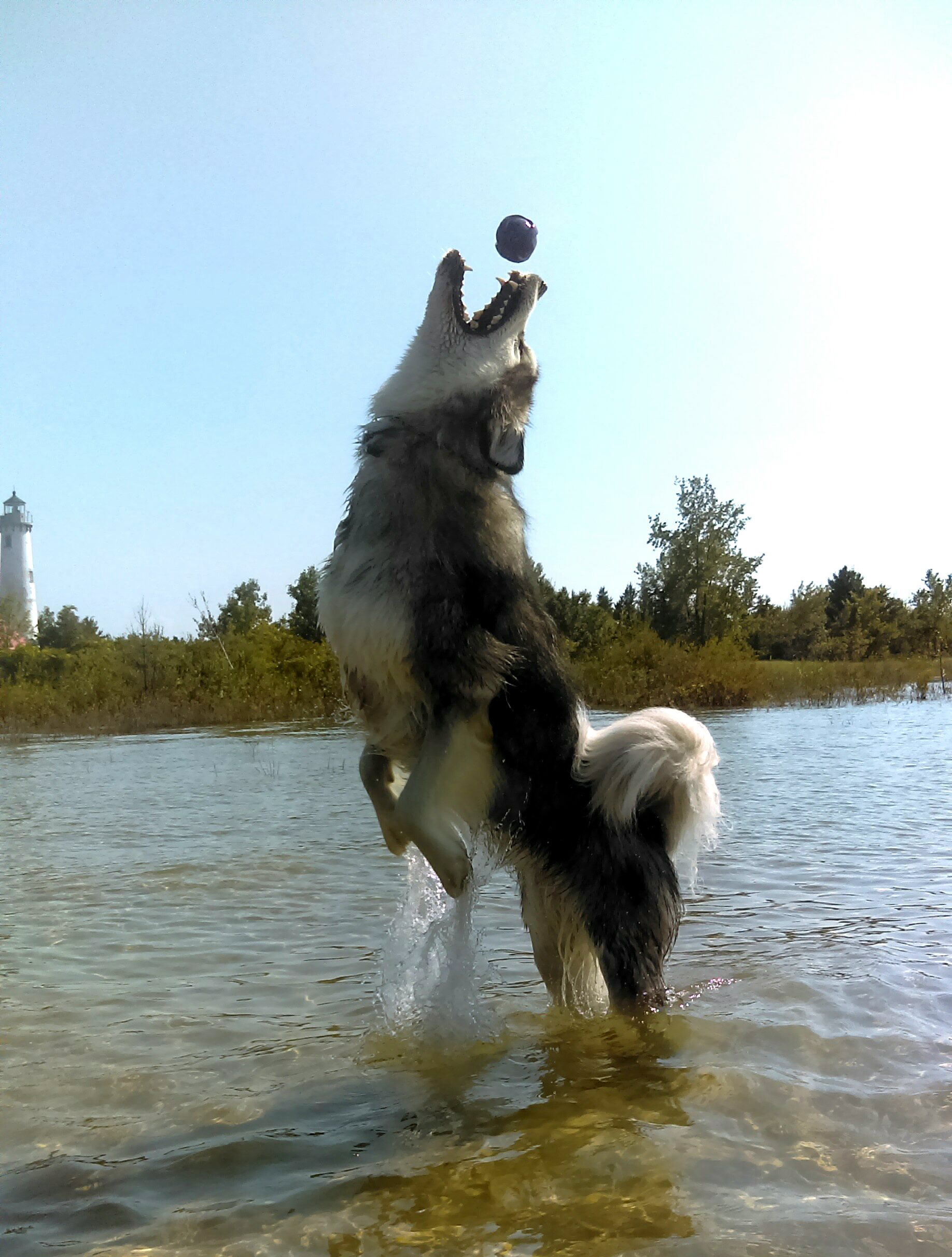 Hudsons Malamutes - Alpha