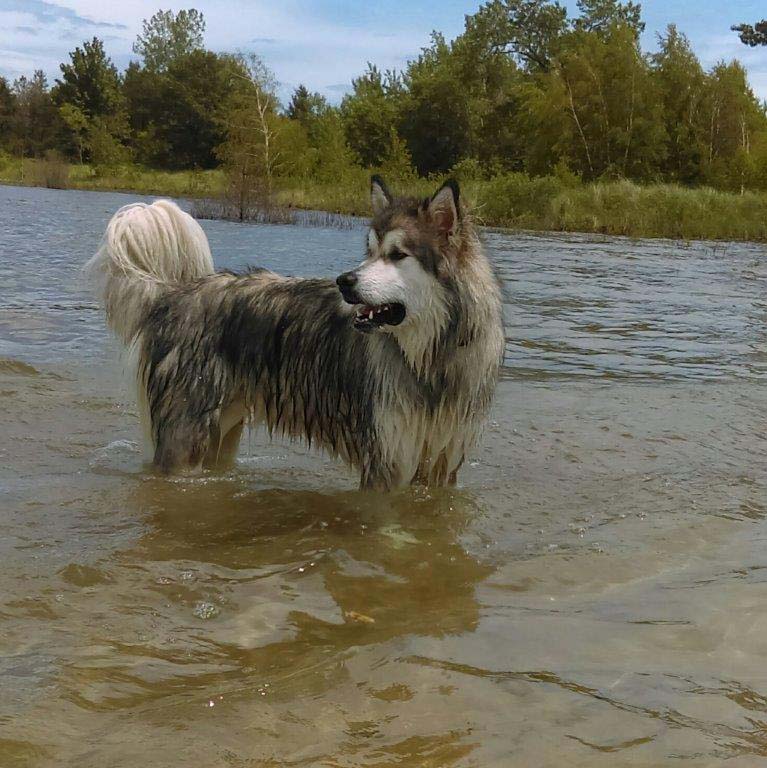 Hudsons Malamutes - Alpha