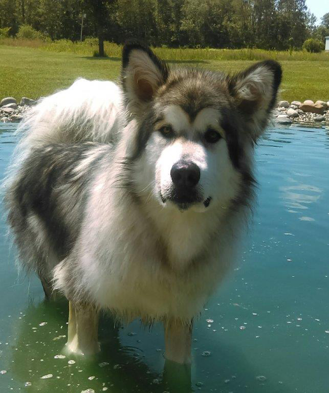 Hudsons Malamutes - Alpha