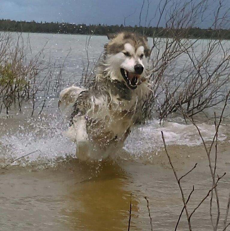 Hudsons Malamutes - Alpha